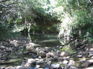 LilyTiger Wellness. sing from your heart