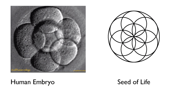 Sacred-geometry-seed-of-life